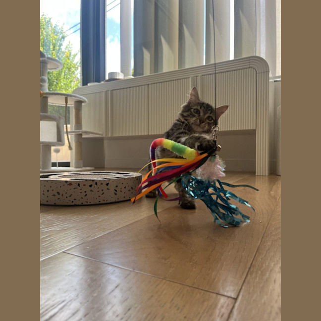 Photo of Lemon Balm *Adoption Pending*