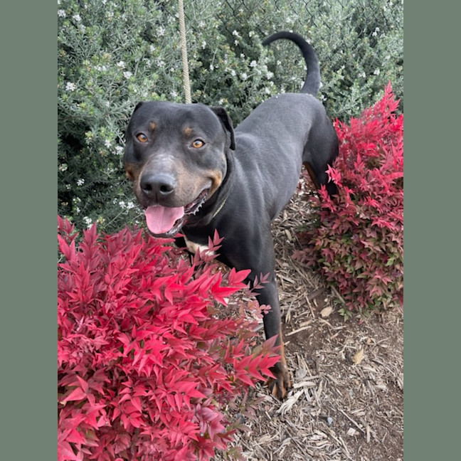 Photo of Diesel