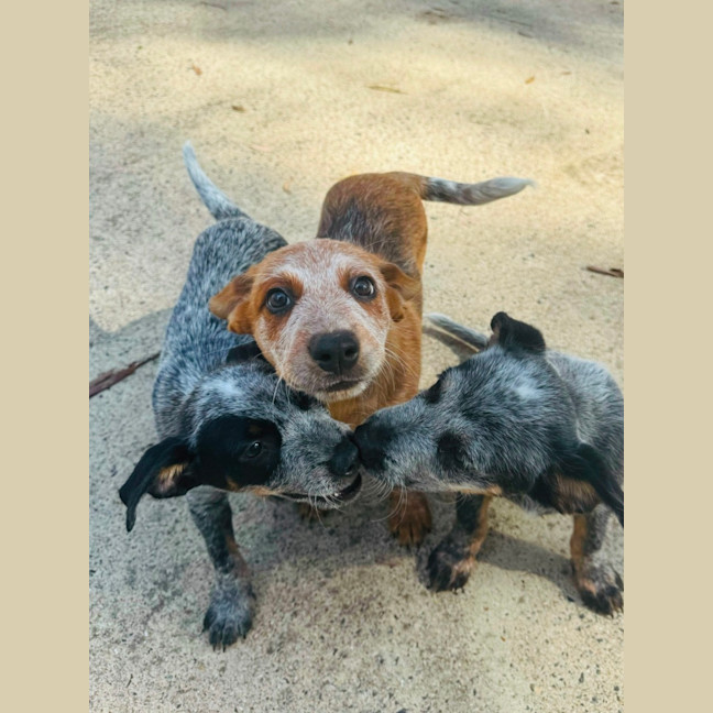 Photo of Bronco