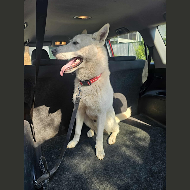 Photo of Juno