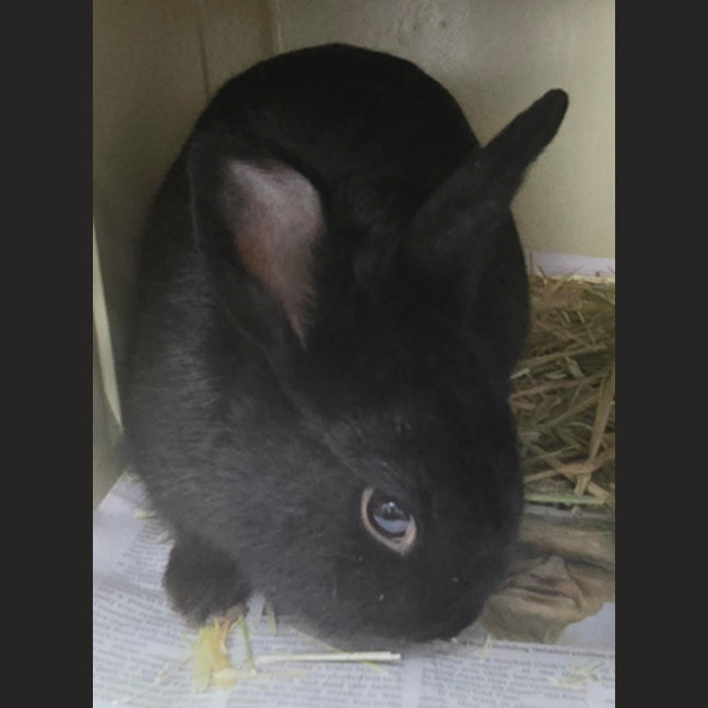 Photo of Ribbit Ribbit