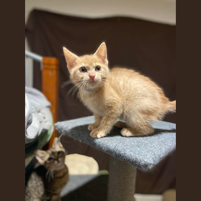 Photo of Whethers Original 