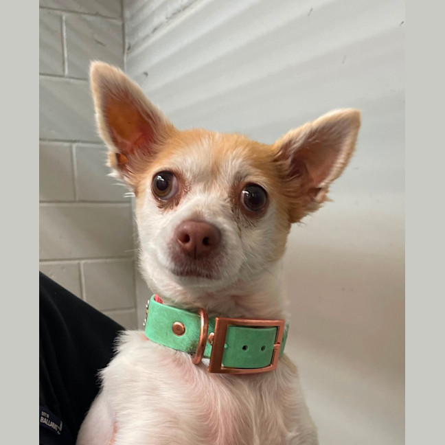 Photo of Maggie