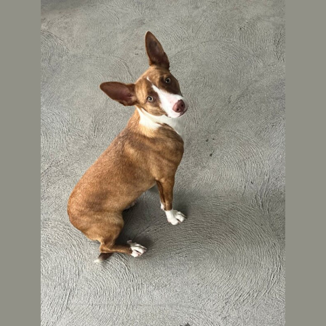 Photo of Eclair