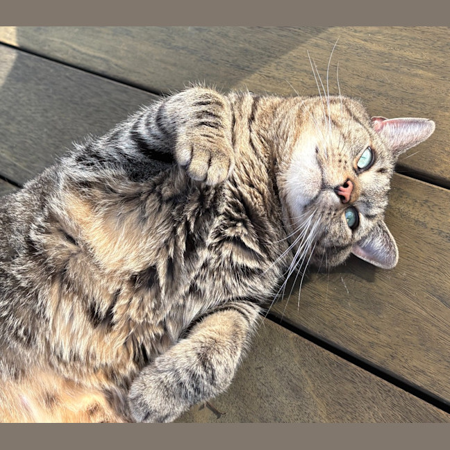 Photo of Cyril Tabby