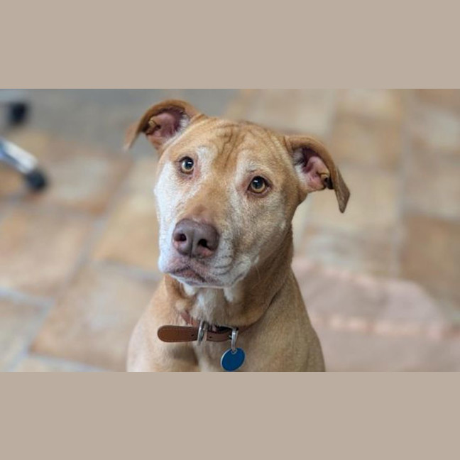 Photo of Nala