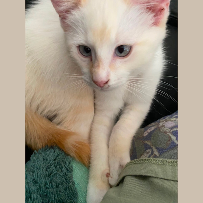 Photo of Dale Meet Me At Pet Stock Chelsea