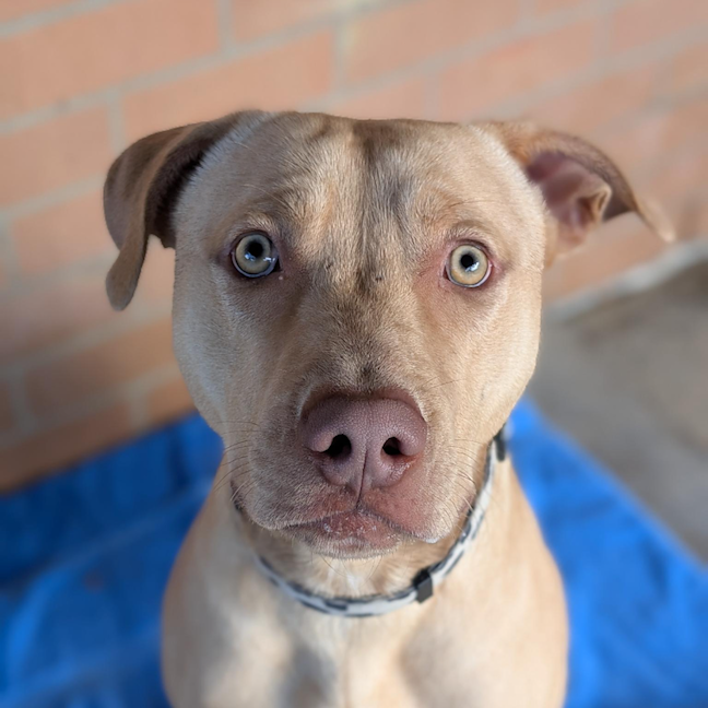 Photo of Scrappy