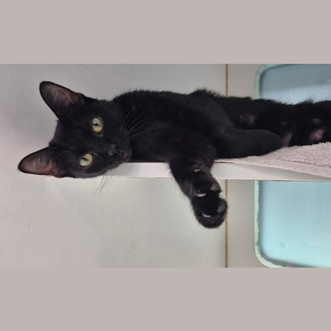 Photo of Cola