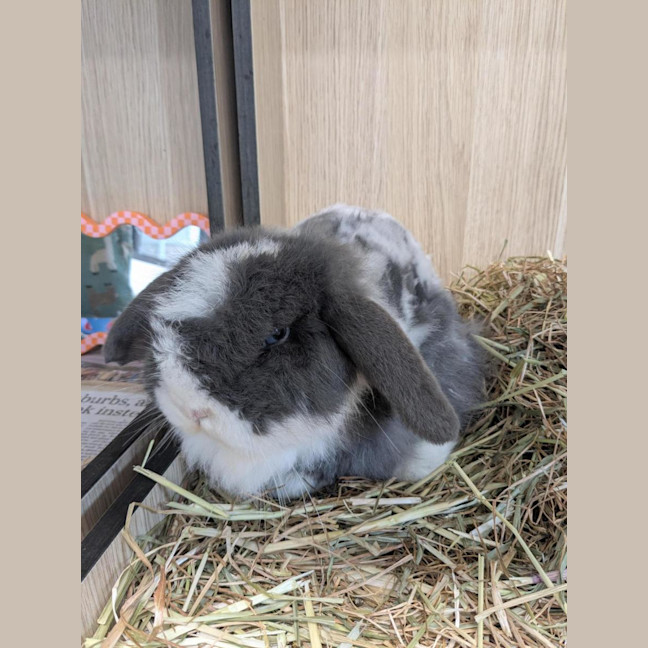 Photo of 🐇 Mattie 1746 🐇