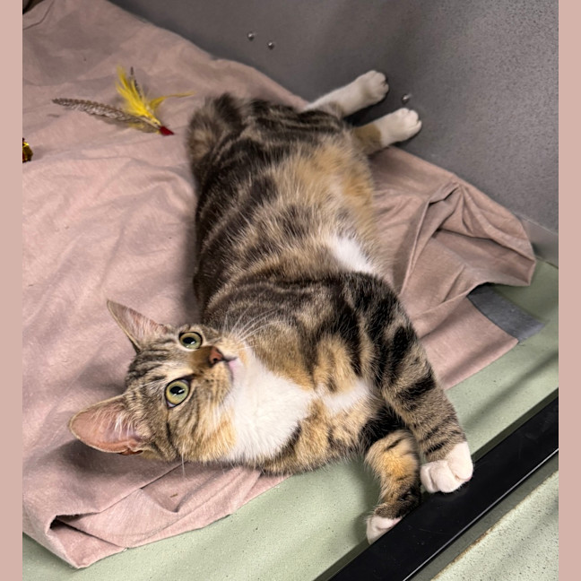 Photo of Missy