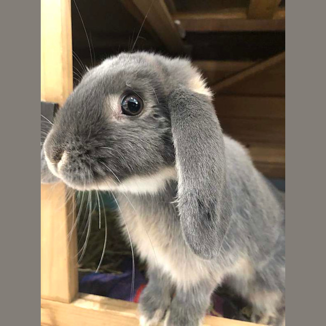 Photo of Benji