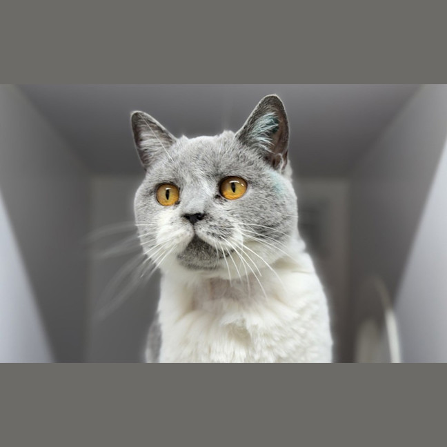 Photo of Annabelle