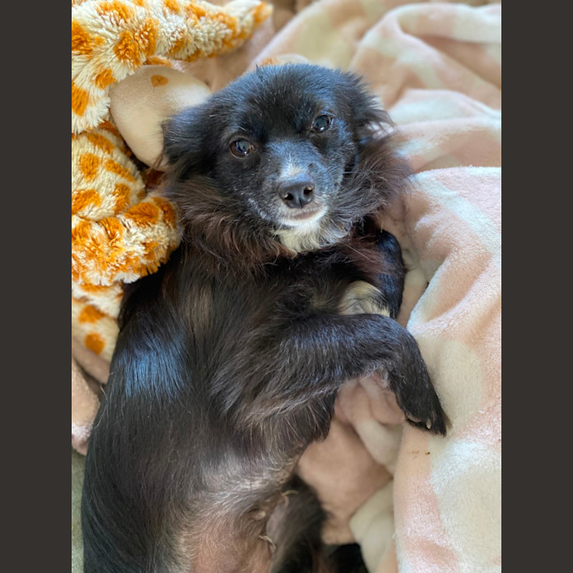 Photo of Tinkerbelle 