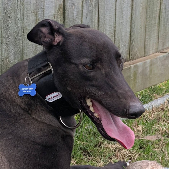 Photo of Earl Grey The Greyhound