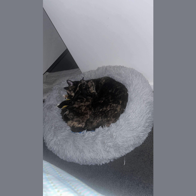 Photo of Duchess & Marie 👑🎀