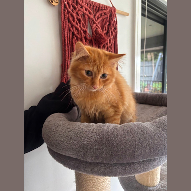 Photo of Austin Meet Me@Petstock Mornington Nepean Hwy 