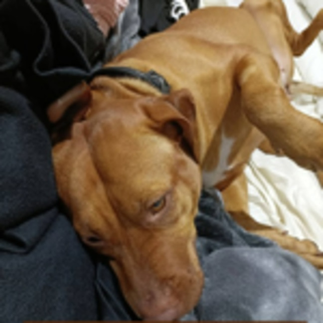 Photo of Missy