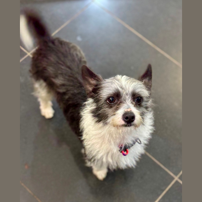 Photo of Bertie