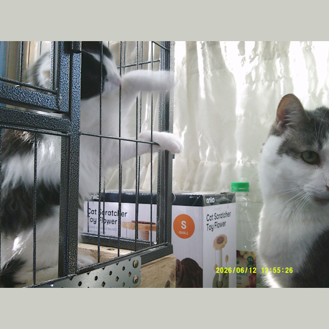 Photo of Munchkin Barclay