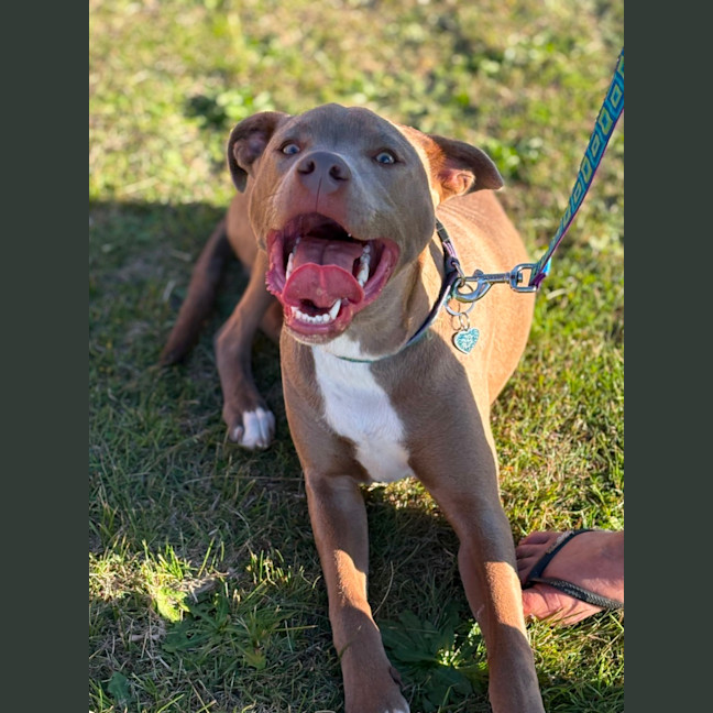 Photo of Bodhi 🐾🐾🐶🐶