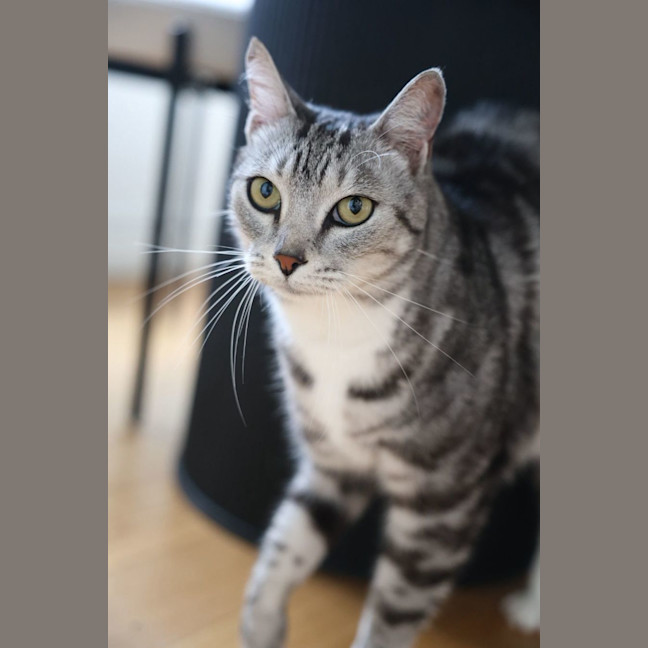Photo of Mr. Affectionate 