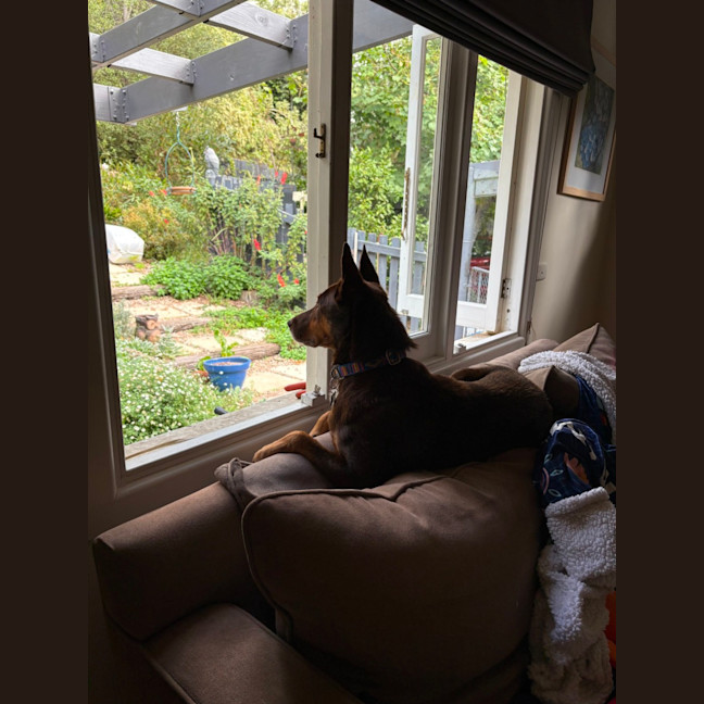 Photo of Rocky