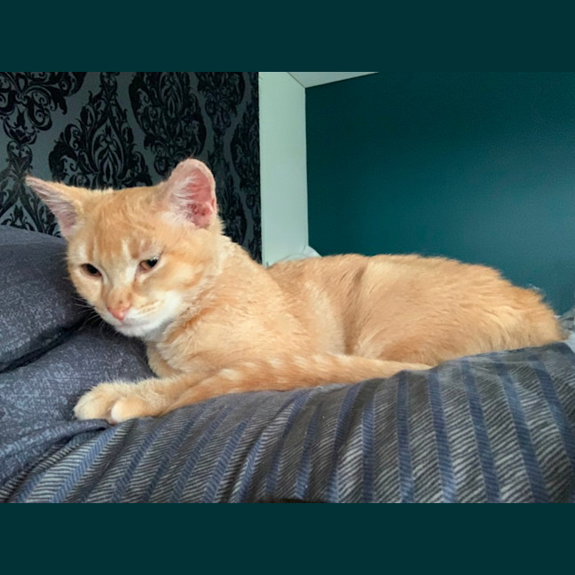 Photo of Barney