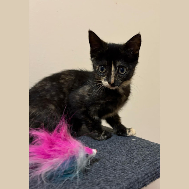 Photo of Queen Of Hearts