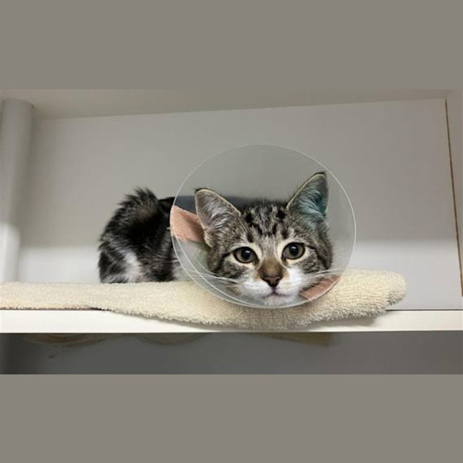 Photo of Tulip