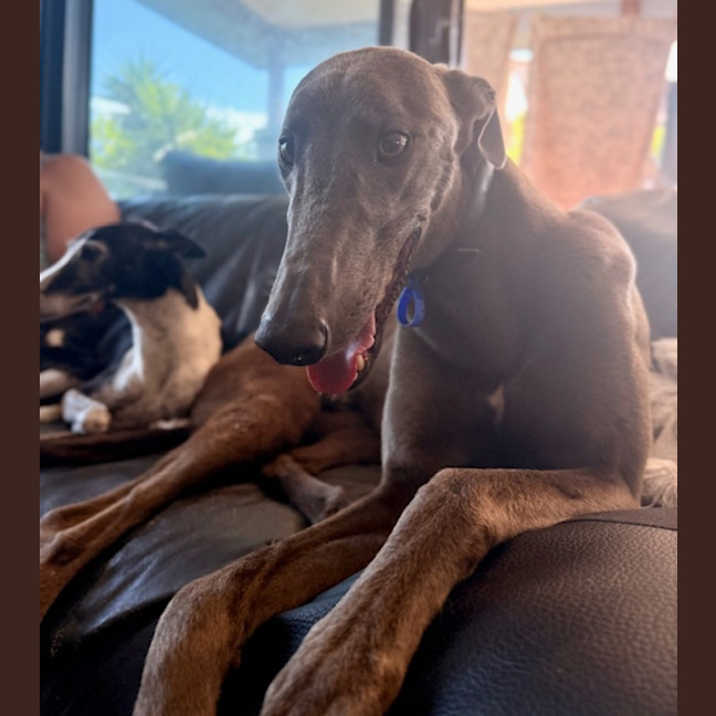 Photo of Bluey   3 Year Old Greyhound