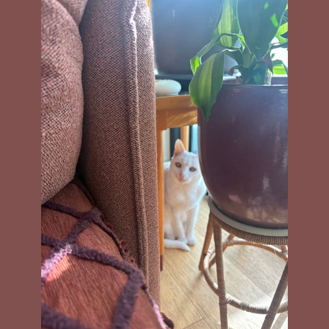 Photo of Bella The Foot Warmer