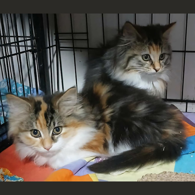 Photo of Lady Fluffington* 9 Lives Project Rescue*