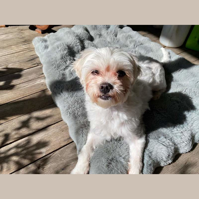 Photo of Missy Moo