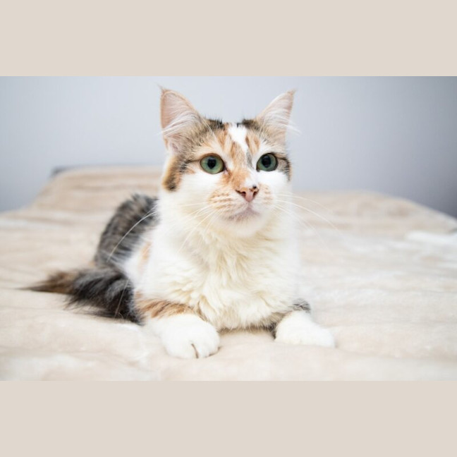 Photo of Cannoli