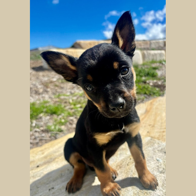 Photo of Sandal 