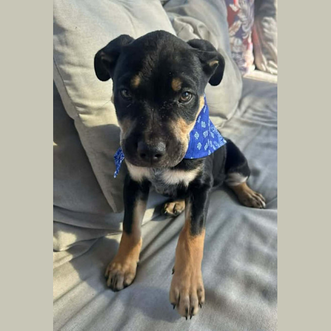 Photo of Echo