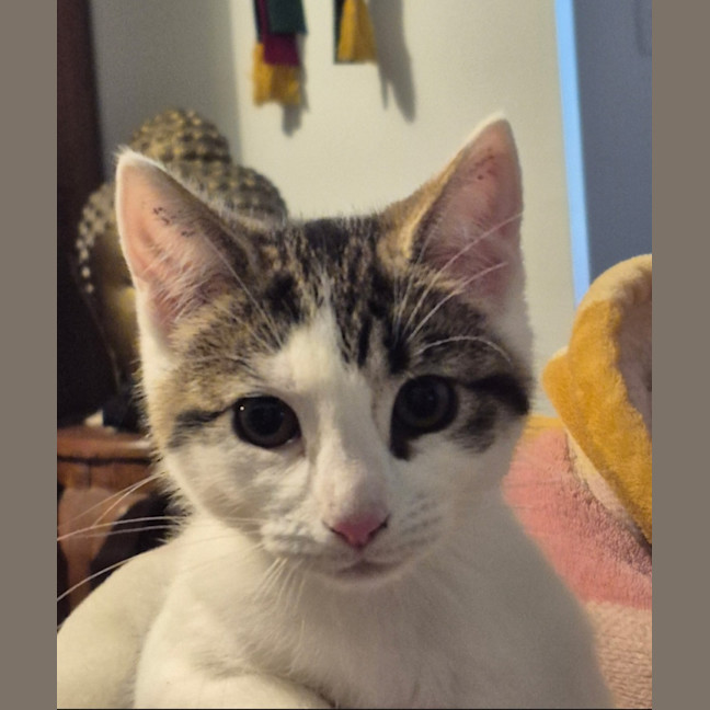 Photo of Socks