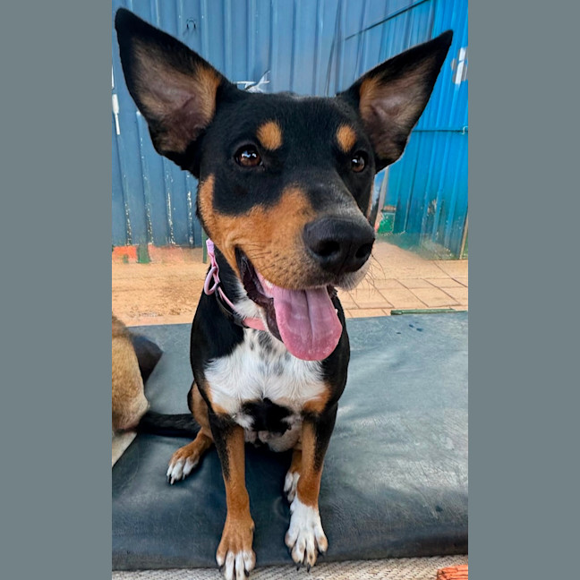 Photo of Missy 