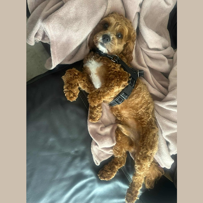 Photo of Kai And Kobi