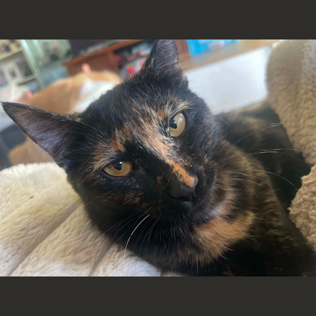 Photo of Whisper