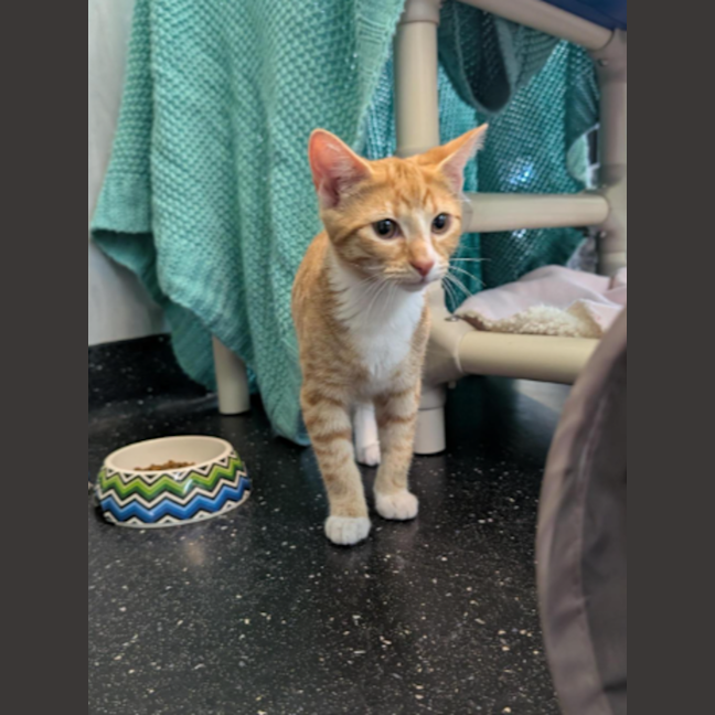 Photo of Mango
