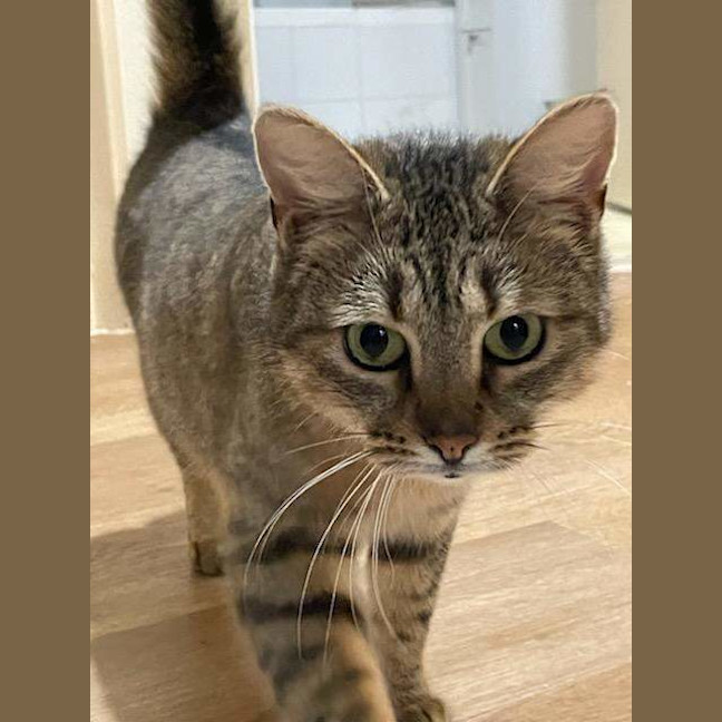 Photo of Nugget