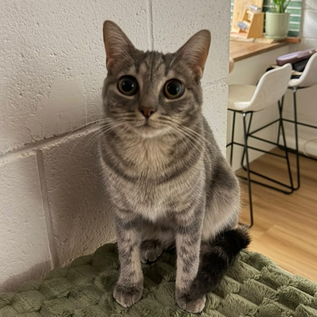 Photo of Hazel