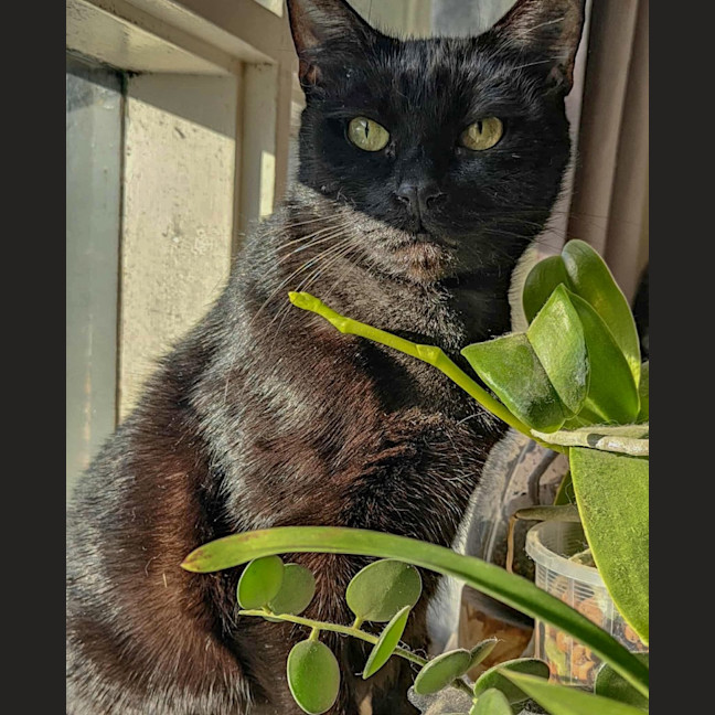Photo of Sprinkles