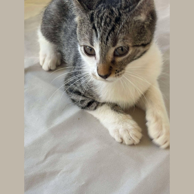 Photo of Cola