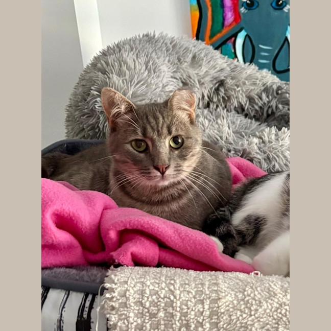 Photo of Blueberry