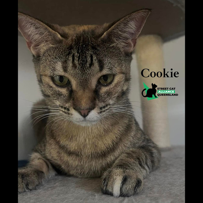 Photo of Cookie