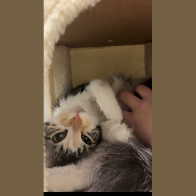 Photo of Fluffy