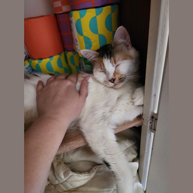 Photo of Coco